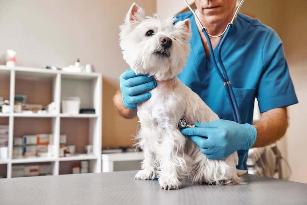 Vet listens to Westie's heartbeat. Aging gracefully is possible with regular vet visits. If you take your pup to the vet at 2 months old, your vet will know to treat him at 2 years old.