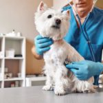Vet listens to Westie's heartbeat. Aging gracefully is possible with regular vet visits. If you take your pup to the vet at 2 months old, your vet will know to treat him at 2 years old.
