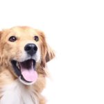 Happy golden retriever. CBD can help dogs overcome issues like separation anxiety or at the very least, feel more relaxed and able to deal with it.