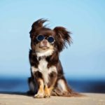 Happy chihuahua wearing sunglasses sits on the beach.
