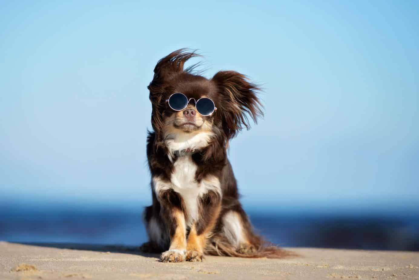 Happy chihuahua wearing sunglasses sits on the beach.