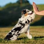 Australian shepherd puppy gives his owner a high five. CBD is considered to be extremely safe for humans, and there is no reason why it should not also be for dogs.
