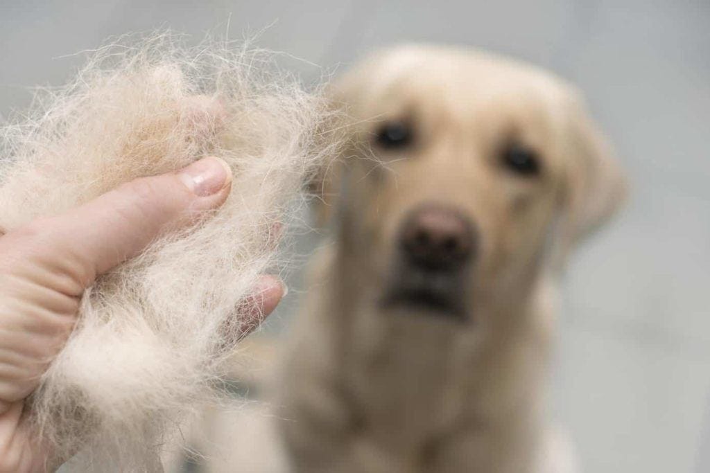 Owner holds hair from a Labrador retriever. Shedding is normal, but severe hair loss or bald spots show your pet has a serious health issue. Stress, hormones, and flea allergies all cause hair loss.