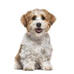 Happy Havanese puppy. Pet owners planning to use CBD should seek companies that use hemp sources rich in CBD. PureKana utilizes hemp grown to the highest levels of quality in the USA. 