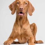 Vizsla puppy on white background. Start training your Vizsla as a puppy. These active, intelligent dogs are curious and can be manipulative.