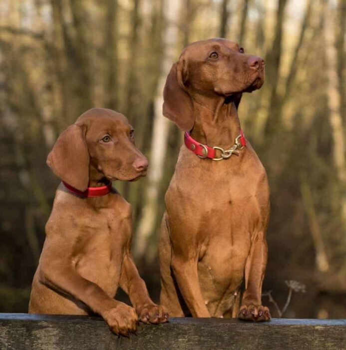 Pair of Vizsla dogs. 