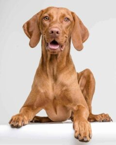 Vizsla puppy on white background. Start training your Vizsla as a puppy. These active, intelligent dogs are curious and can be manipulative.