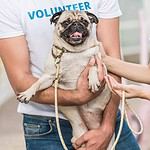 Man and woman play with pug when they volunteer at an animal shelter.