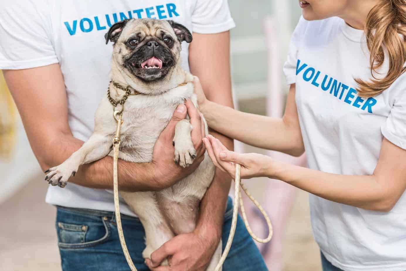 Animal Shelter Volunteer 1536x1025 