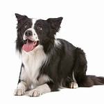 Happy border collie on white background. A study done in Australia proved that CBD products could control atopic dermatitis symptoms in dogs.