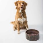 Happy border collie waits by food bowl. When choosing dog food, start off by considering both your dog's dietary and health needs and your budget.
