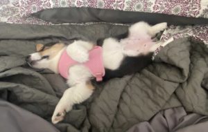 dog sleep position belly up