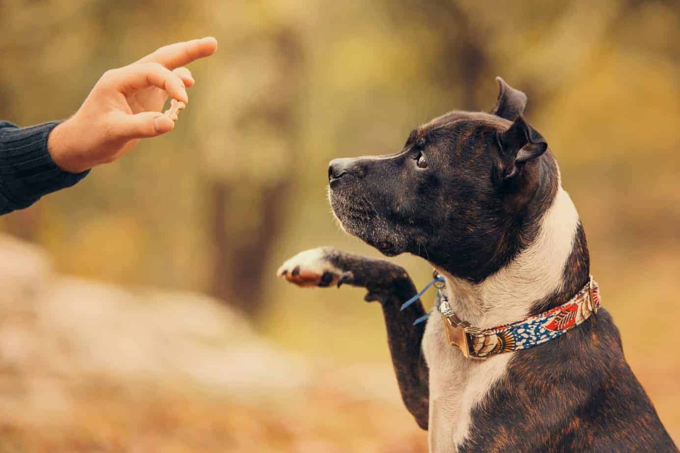 Owner uses small treat to train dog.