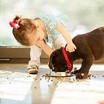 Little girl helps feed labrador puppy. Taking care of an animal is no easy task, especially for a young kid. That’s why parents should teach kids to do the work and show them that owning a dog is a daily commitment.