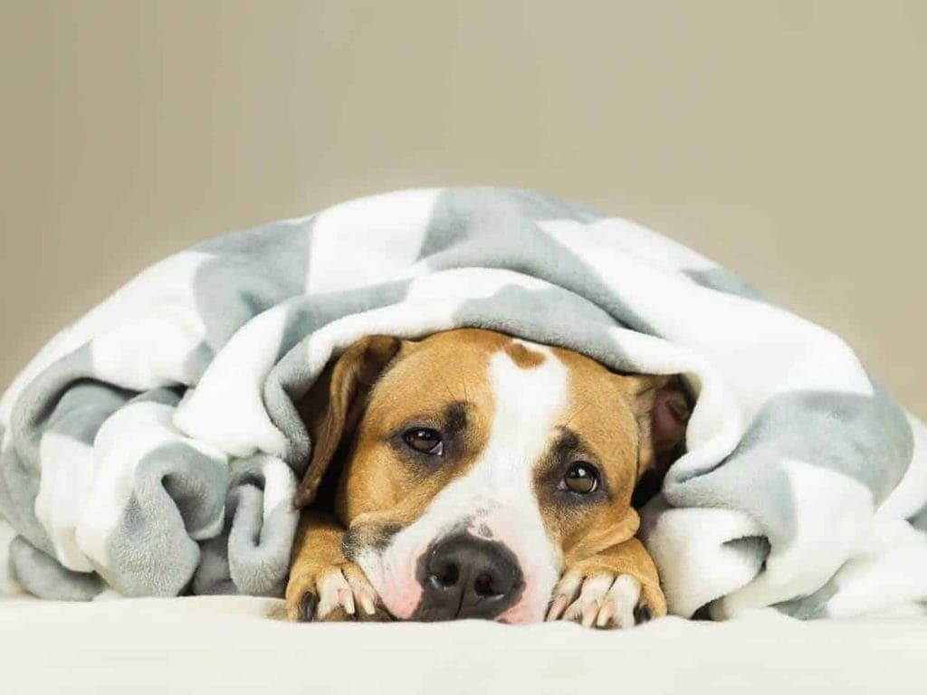 Staffordshire terrier puppy wrapped in a blanket. Early warning signs of illness include behavior change, lack of appetite, unexplained weight loss, excessive thirst, and sleeping more.