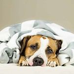 Staffordshire terrier puppy wrapped in a blanket. Early warning signs of illness include behavior change, lack of appetite, unexplained weight loss, excessive thirst, and sleeping more.