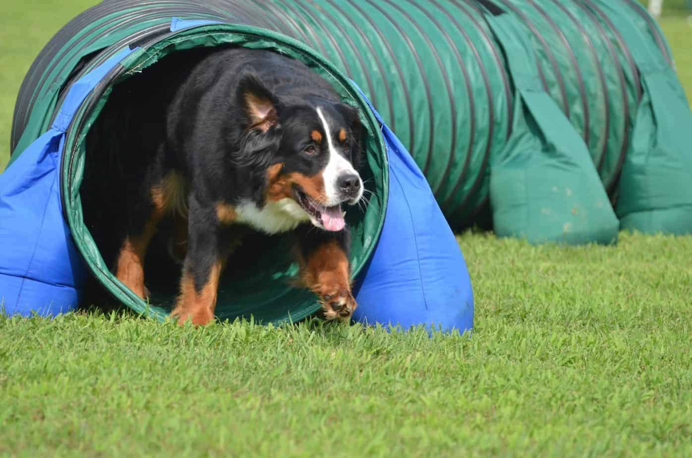 Bernese Mountain dog runs through a backyard obstacle course. Large dogs need exercise. Consider creating a backyard obstacle course.
