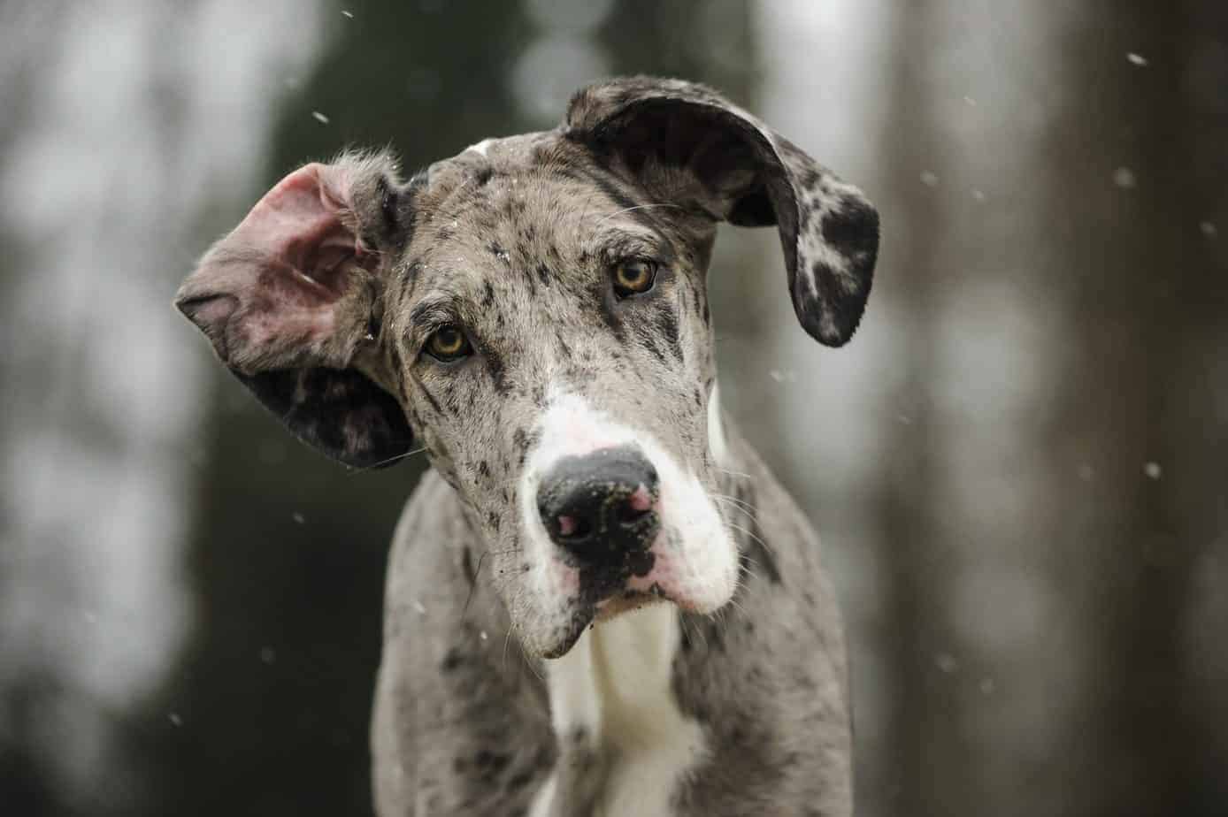 Great Dane puppy tilts his head in confusion. Large dogs have big needs. These gentle giants need lots of food and exercise, and they need to be trained early.
