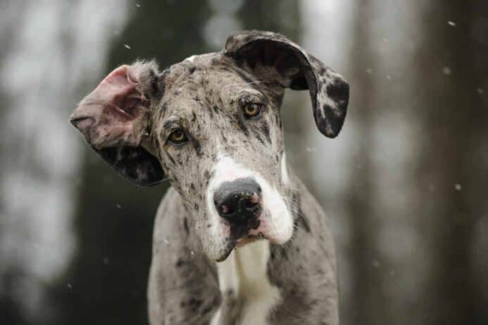 Great Dane puppy tilts his head in confusion.