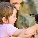 Woman introduces toddler to chihuahua. Teach children to minimize dog bite risks and remember the rules as an adult.