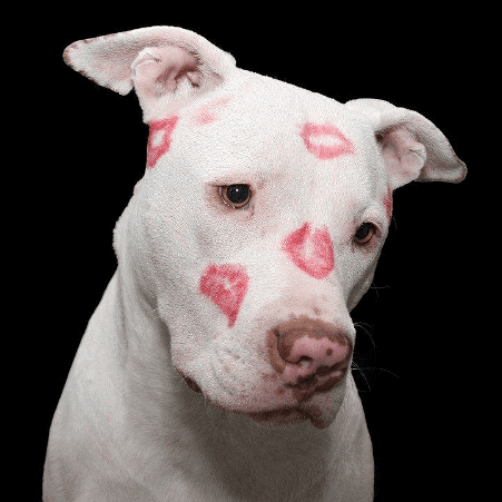 White pit bull covered with lipstick kisses. Getting pet insurance for rescue dog provides you with peace of mind and helps cover unexpected medical and dental costs.