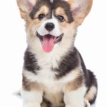 Happy Corgi puppy sticks out tongue. Puppies are expert chewers so it's crucial to prepare your home and remove temptations before your puppy arrives.