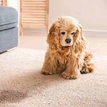 Sad cocker spaniel sits near urine stain. The best way to remove pet stains is by cleaning as soon as possible. Cleaning urine immediately also helps avoid possible discoloration.