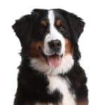 Happy Bernese Mountain Dog with tongue out. 4 Corners Cannabis is one of many CBD oil companies making products for pets as well as human beings so dogs can experience CBD benefits.