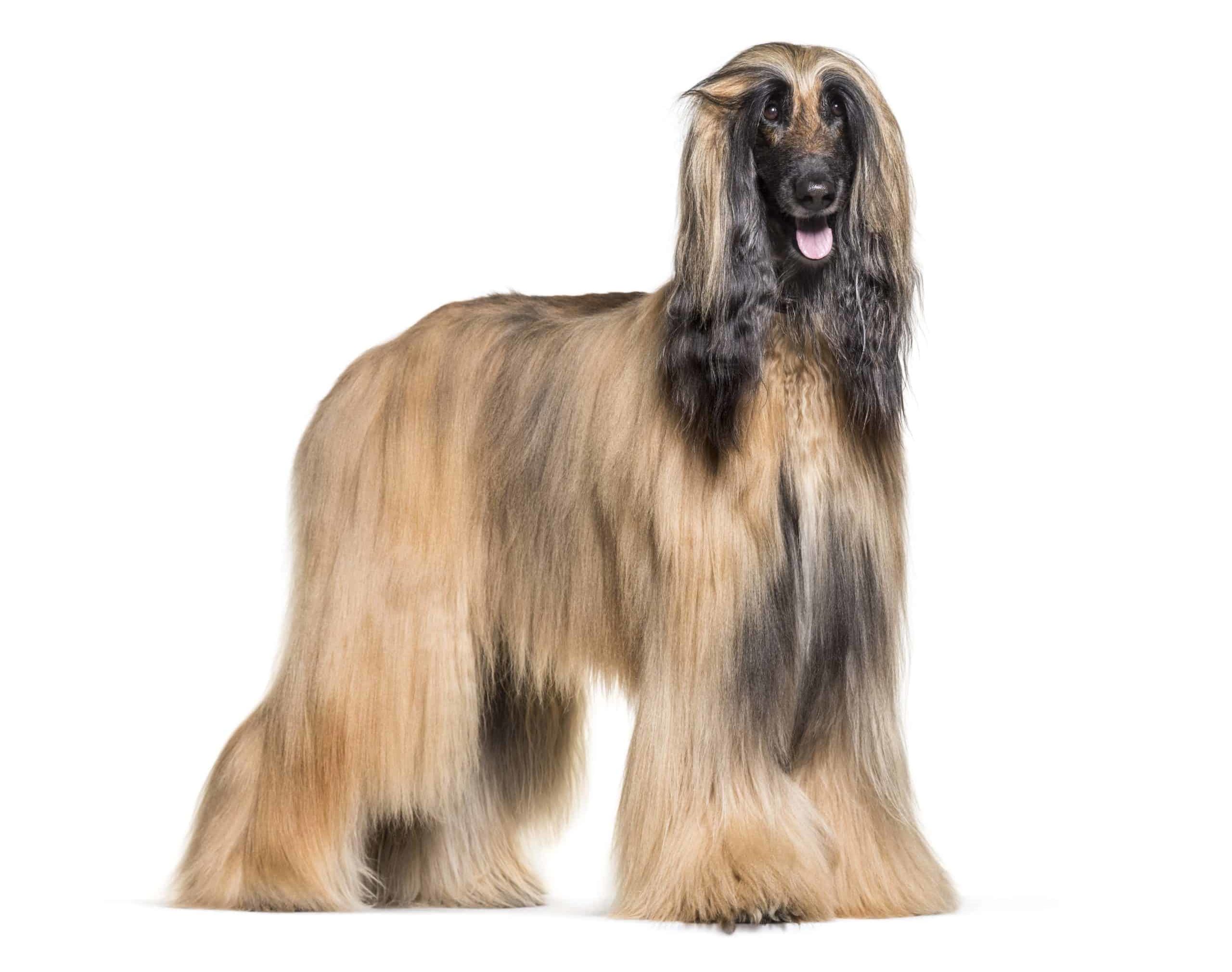 Afghan Hound: Known for its long coat, graceful gait, confidence