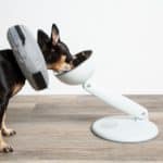 Dog wearing a cone eats from an elevated JoviBowl.