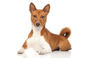 The Basenji is considered a non-shedding dog. 