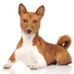 The Basenji is considered a non-shedding dog.