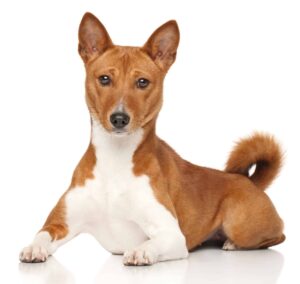 The Basenji is considered a non-shedding dog.