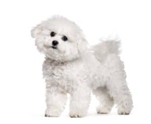 The Bichon Frise is considered a hypoallergenic dog. 
