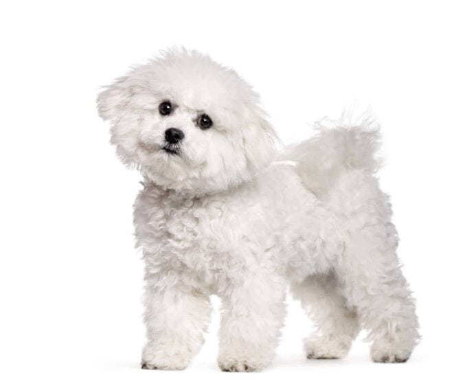The Bichon Frise is considered a hypoallergenic dog.