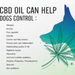 CBD supplements graphic explains benefits for dogs.