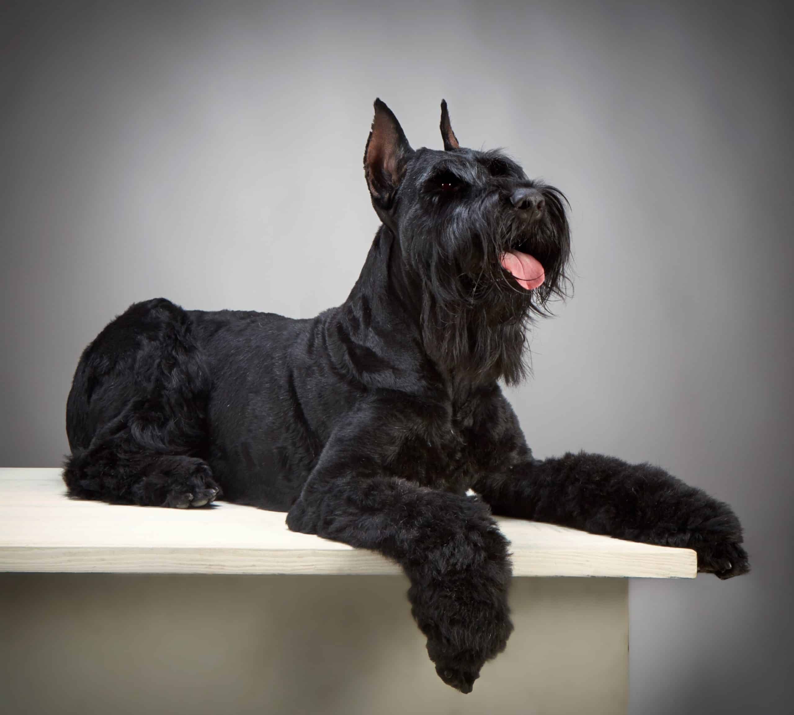 The giant or standard schnauzer is considered a hypoallergenic breed.