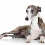 Italian greyhound lounges on white background. Play and physical exercise help keep Italian greyhounds fit and engaged.