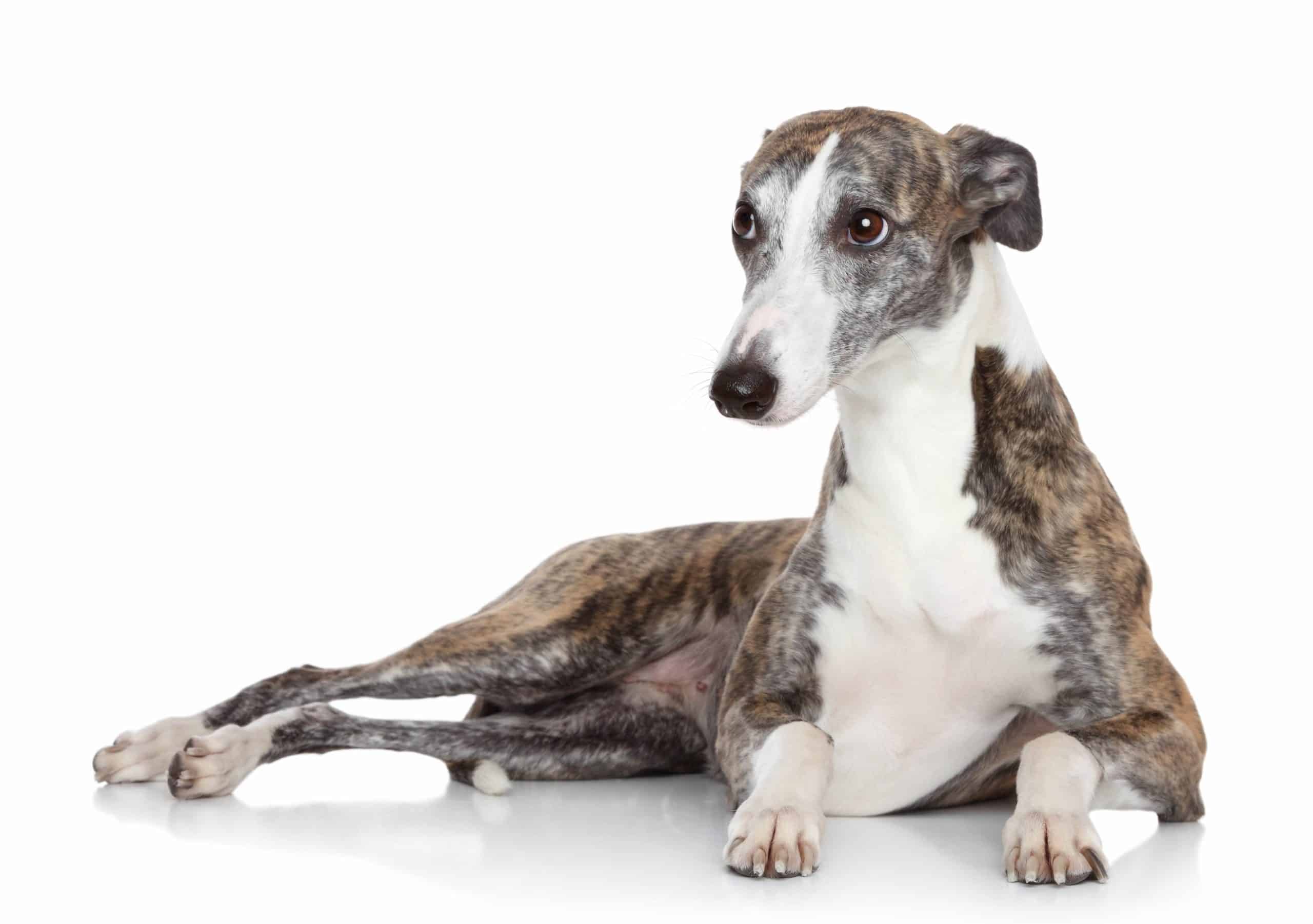 are italian greyhounds loyal