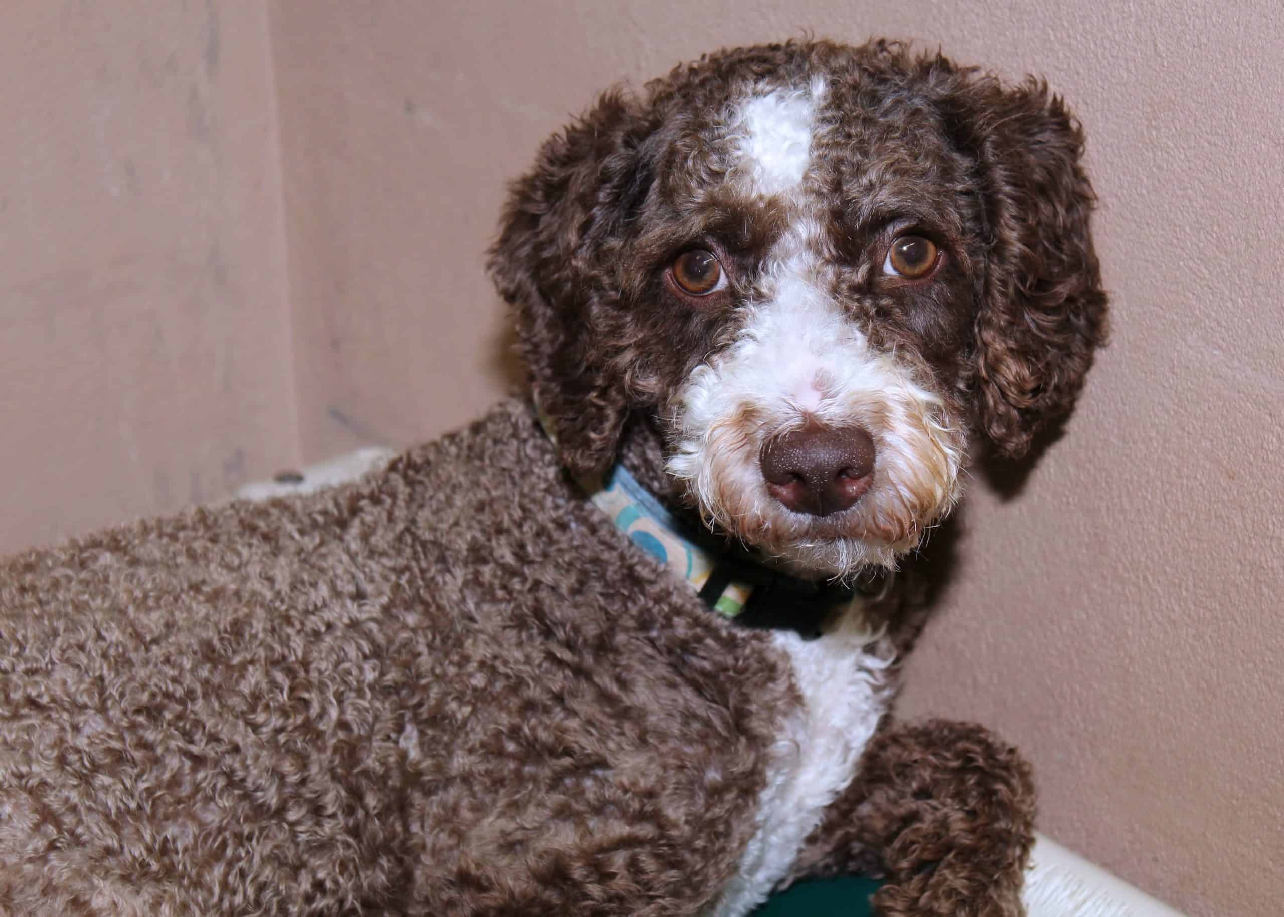 The Portugese water dog is considered a hypoallergenic breed.