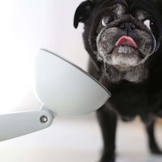 Pug eats from JoviBowl. Feeding brachycephalic dogs like pugs using an elevated food bowl reduces neck strain.
