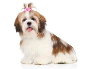 The shih tzu is considered a non-shedding dog breed.