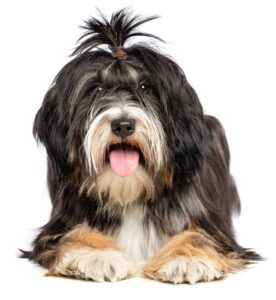 The Tibetan terrier is considered a non-shedding dog breed.