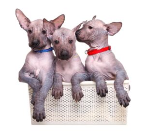 Xoloitzcuintli are considered hairless dogs and are hypoallergenic.