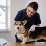 Vet listens to scared Corgi's heart. Most dog owners don't know the warning signs of carbon monoxide poisoning in dogs.