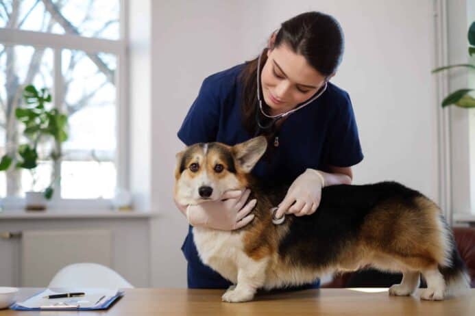 Vet listens to scared Corgi's heart. Most dog owners don't know the warning signs of carbon monoxide poisoning in dogs.