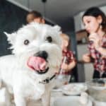 Happy Westie licks his lips waiting for meal made from healthy chicken dog food recipes.
