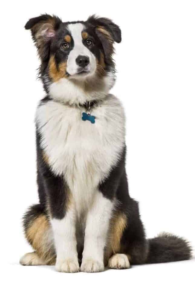 Australian shepherd wears a dog collar with identification information.