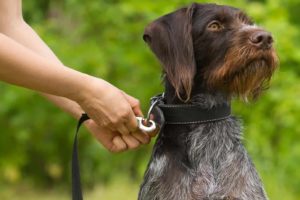Owner attaches leash to collar worn by German shorthair pointer. When choosing dog collars, consider the materials and ensure you get the right size.