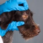 Vet examines dog's eyes. Take the dog to the vet immediately if he shows any symptoms of canine distemper.